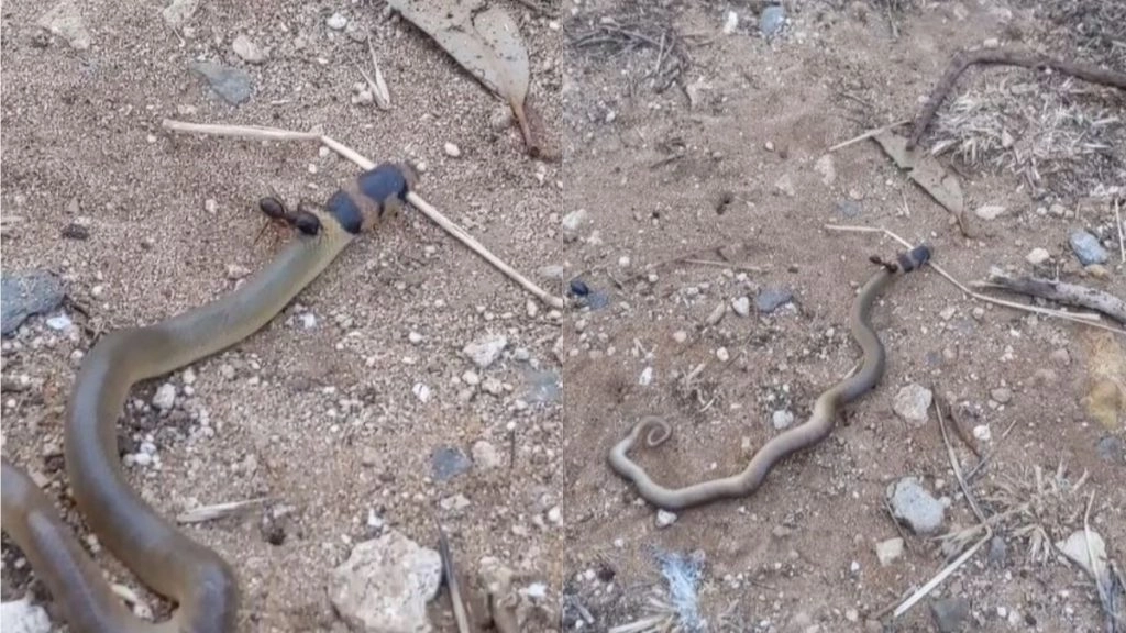 जहरीले सांप से नन्ही चींटी ने लिया पंगा, उसकी गर्दन पर डंक मारकर किया ऐसा हाल… देखें Viral Video
