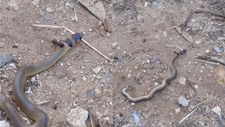 जहरीले सांप से नन्ही चींटी ने लिया पंगा, उसकी गर्दन पर डंक मारकर किया ऐसा हाल… देखें Viral Video