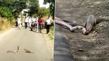महाराष्ट्र के बुलढाणा में बीच सड़क पर हुआ सांप और नेवले के बीच घमासान, Viral Video में देखें कौन पड़ा किस पर भारी?
