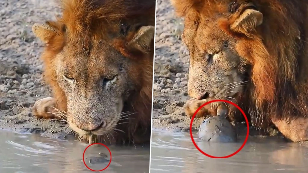 नदी किनारे पानी पी रहे शेर के सामने आकर जब कछुआ दिखाने लगा टशन, फिर जो हुआ… (Watch Viral Video)