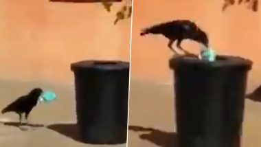 अपनी चोंच से कौवे ने उठाया कचरा और कूड़ेदान में फेंका, पक्षी के इस कारनामे ने जीता लोगों का दिल (Watch Viral Video)