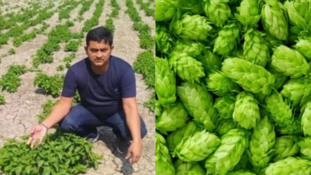 Bihar: झूठा निकला एक लाख रुपए किलो वाली Hop-Shoots सब्जी की खेती का दावा, जांच में हुआ चौंकाने वाला खुलासा