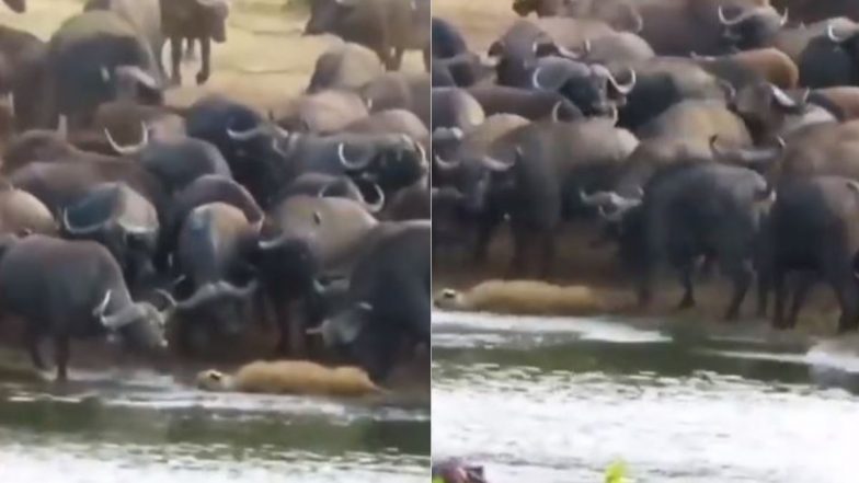 जब भैंसों के झुंड से अकेली शेरनी ने ले लिया पंगा, Viral Video में देखें क्या हुआ उसका हाल