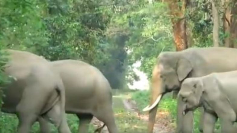 जंगल में मॉर्निंग वॉक के लिए निकला हाथियों का झुंड, मनमोहक वीडियो सोशल मीडिया पर हुआ वायरल (Watch Viral Video)