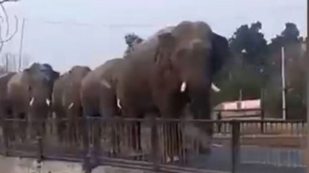 गंगा में डुबकी लगाने के लिए सड़क पर कतार में जाता दिखा हाथियों का झुंड, मनमोहक Video हुआ Viral