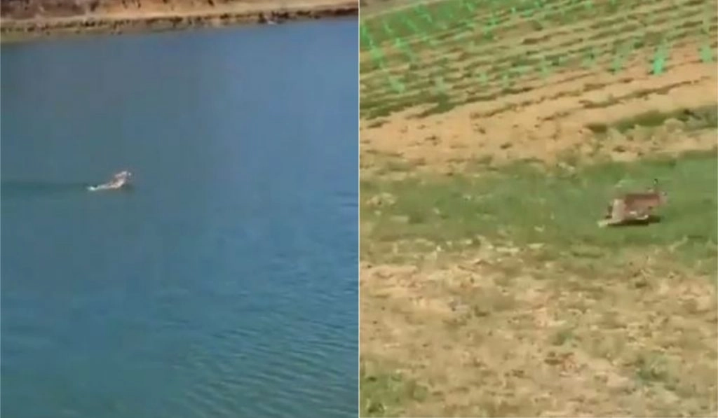 घास के मैदान पर पहुंचने के लिए खरगोश ने तैरकर पार की झील, Viral Video देख आप भी रह जाएंगे दंग