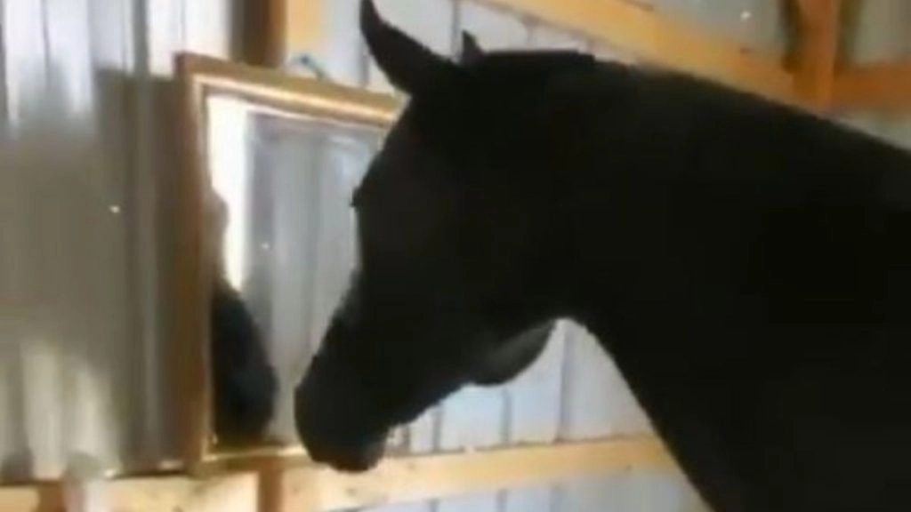 महाराष्ट्र के इस जिले में दलित व्यक्ति के घोड़े पर बैठने पर दी जाती है सजा