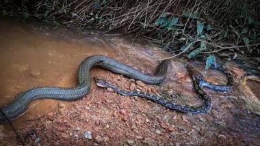 King Cobra VS Python: किंग कोबरा और अजगर में हुई जानलेवा लड़ाई, देखें कौन हारा और कौन जीता