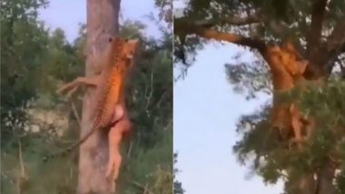 शिकारी तेंदुए ने दिखाई गजब की ताकत, Viral Video में देखें कैसे हिरण को लेकर चढ़ा पेड़ पर…