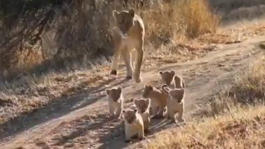 शेरनी के पीछे कतार में चलते दिखे नन्हे शेर, Viral Video देख आपके चेहरे पर आ जाएगी मुस्कान