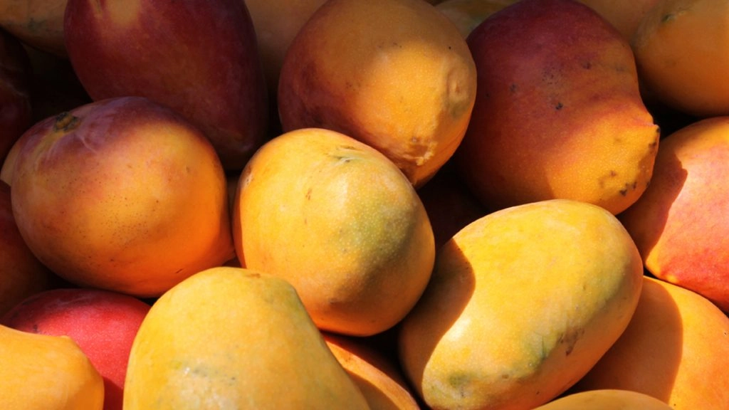 अब पूरे साल लीजिए आम का स्वाद, किसान ने आम की नई किस्म की ईजाद