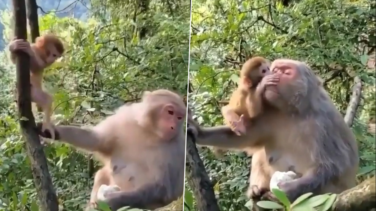 पेड़ पर चढ़ रहे नन्हे बंदर की मां बंदरिया ने खींची पूछ, फिर बच्चे ने जो  किया… (Watch Viral Video) | 👍 LatestLY हिन्दी