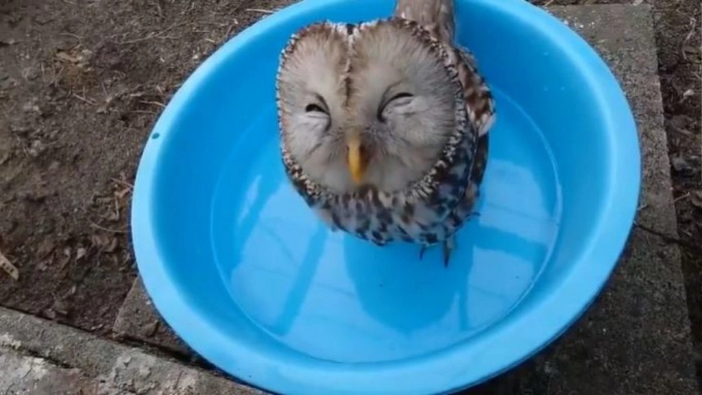 टब में बैठकर पानी पी रहे उल्लू का मनमोहक वीडियो हुआ वायरल, पक्षी का अंदाज देख आपको आ जाएंगी हंसी