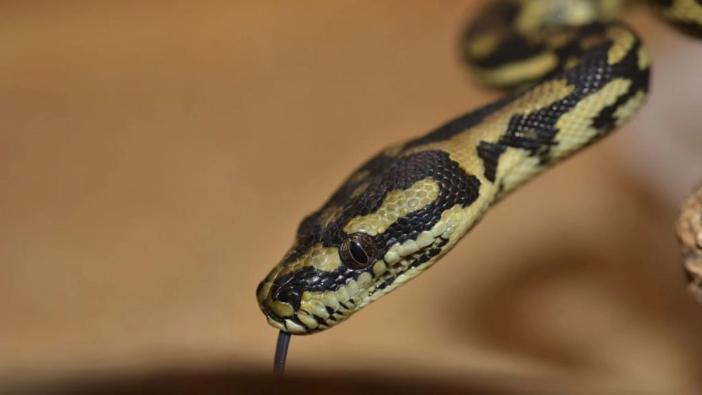 ऑस्ट्रेलिया: Lettuce पैक में दुर्लभ जहरीले सांप को देख उड़े परिवार के होश, उसके बाद जो हुआ उसे जानकर दंग रह जाएंगे आप
