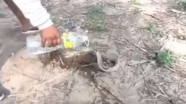Viral Video: तमिलनाडु में प्यासे नागराज को शख्स ने पिलाया बोतल से पानी, सांप का वीडियो हुआ वायरल