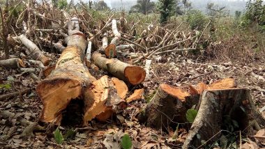 केरल सरकार ने वायनाड में पेड़ों की अवैध कटाई की जांच एसआईटी को सौंपी
