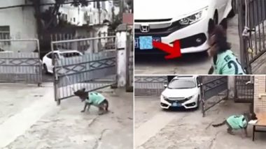 Dog Viral Video: सिक्योरिटी गार्ड से भी अच्छी ड्यूटी निभाता है ये कुत्ता, रजिस्टर में भी करवाता है एंट्री, देखें वीडियो