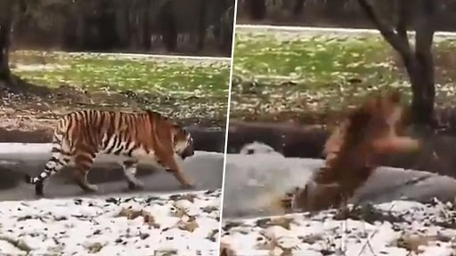 बर्फ से जमे तालाब पर चल रहा था बंगाल टाइगर, उसके बाद जो हुआ...देखें वीडियो