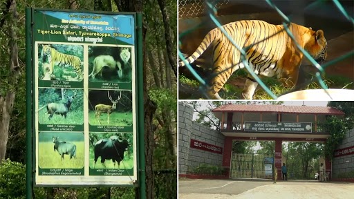 Tyavarekoppa Tiger And Lion Safari: टाइवारेकोप्पा में टाइगर और लायन सफारी में आगंतुकों का पड़ा अकाल, जानवरों को गोद लेने की अपील