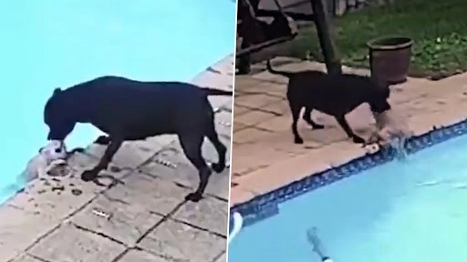 इस स्मार्ट स्टैफोर्डशायर डॉग ने स्विमिंग पूल में डूबते हुए अपने दोस्त की ऐसे बचाई जान, वायरल हुआ वीडियो