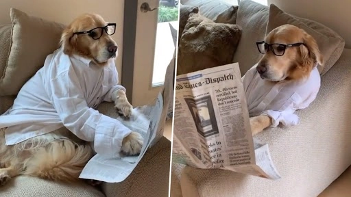 सफेद शर्ट पहन सोफे पर बैठकर सज्जन की तरह अखबार पढ़ रहा है ये डॉग, वीडियो देख बन जाएगा दिन