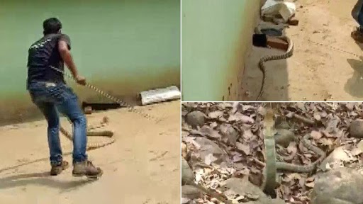 Odisha: मयूरभंज के एक घर में मिला 15 फीट लंबा किंग कोबरा, देखें दिल दहला देने वाला वीडियो