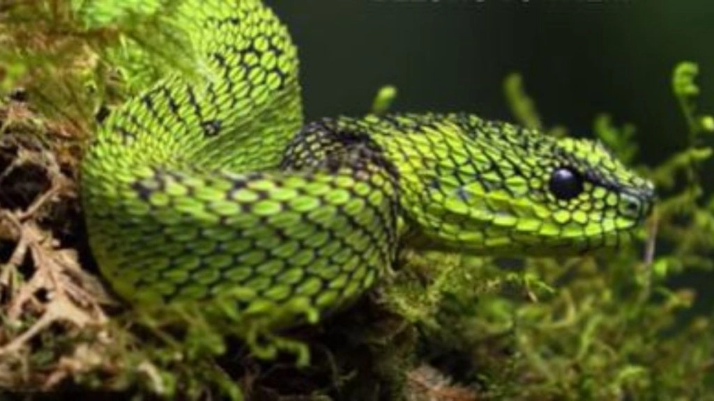 अफ्रीकी बुश वाइपर ने सैन डिएगो चिड़ियाघर के कर्मचारी को काटा, जहरीले सांप की देखभाल कर रहा था पीड़ित 