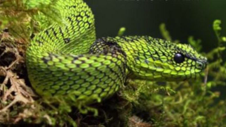 African Bush Viper: अफ्रीकी बुश वाइपर ने सैन डिएगो चिड़ियाघर के कर्मचारी को काटा, जहरीले सांप की देखभाल कर रहा था पीड़ित