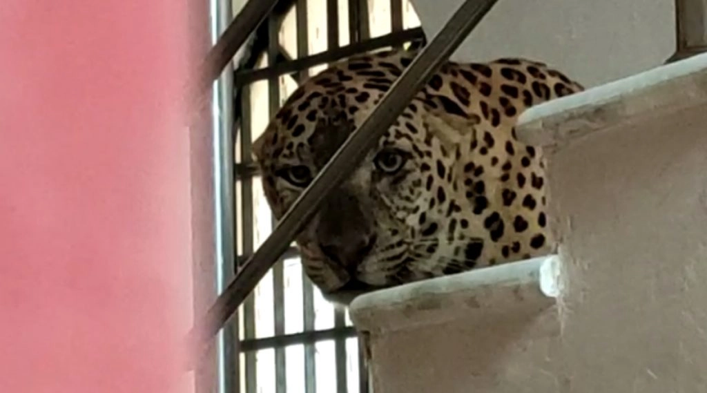 सिलीगुड़ी में नर तेंदुए ने लोगों पर किया जानलेवा हमला