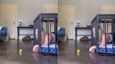 Shocking! कुत्ता बनने का नाटक करके यह महिला हर महीने कमाती है इतना, जानकर उड़ जाएंगे आपके होश (Watch Viral Video)
