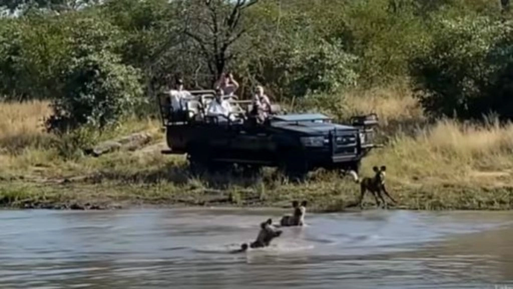 झील किनारे घात लगाए बैठे थे जंगली कुत्ते, पानी पीने आया हिरण तो कर दिया हमला, फिर जो हुआ… 