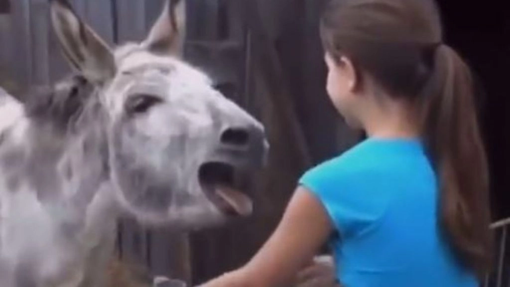 लड़की को देखते ही गधे ने प्यार से लगाया गले, फिर जो हुआ… वीडियो देख आपके चेहरे पर आ जाएगी मुस्कान 