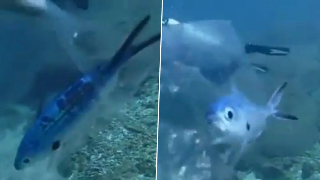 पानी के भीतर प्लास्टिक के पैकेट में फंसकर तड़प रही थी मछली, स्कूबा डाइवर ने ऐसे बचाई उसकी जान