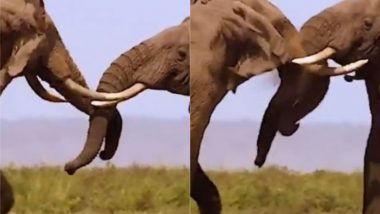 जब दो हाथियों ने अपनी सूंड से किया एक-दूसरे पर हमला, Viral Video में देखें इस जबरस्त लड़ाई में आगे क्या हुआ