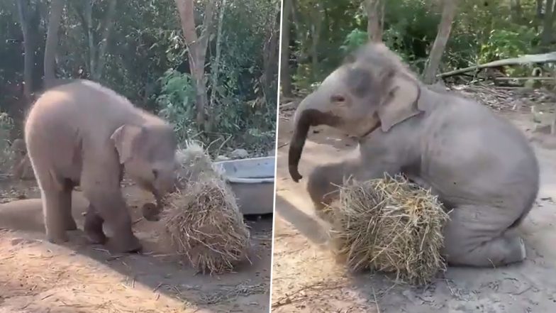 Viral Video: घास के ढेर से जंगल में अकेले खेलते दिखा नन्हा हाथी, मनमोहक वीडियो हुआ वायरल