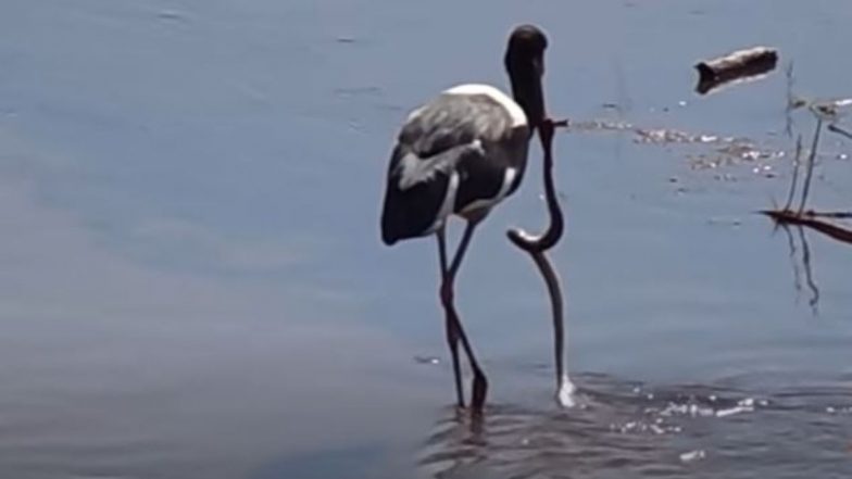 जब मछली समझकर सारस पक्षी ने झील से पकड़ा सांप, फिर जो हुआ… (Watch Viral Video)