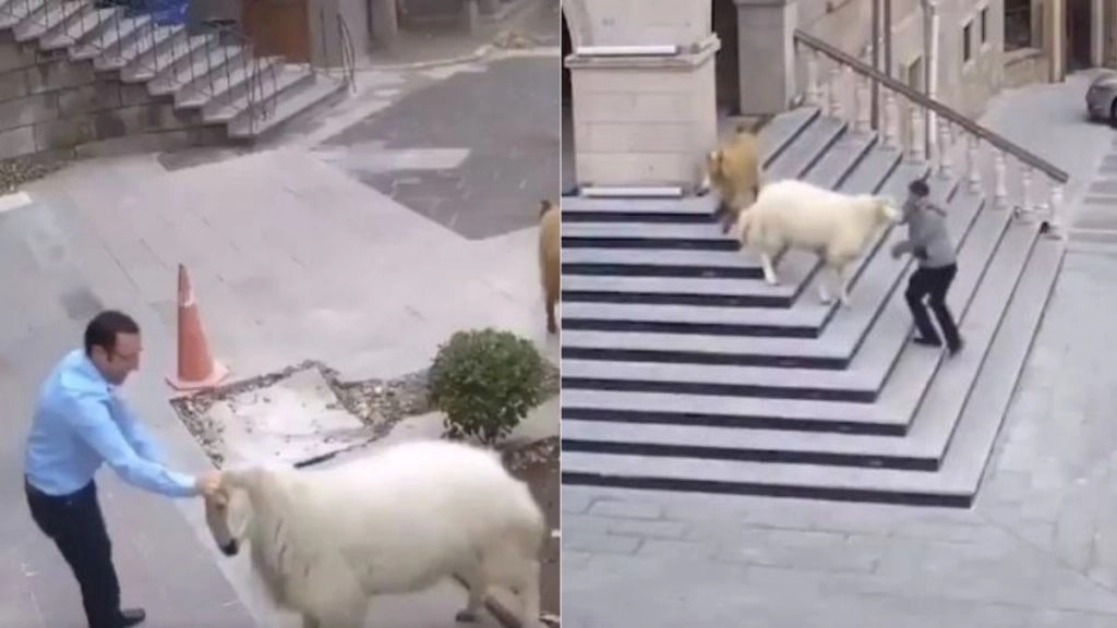 Viral Video: जब टाउन हॉल के भीतर एकाएक घुस गया भेड़ों का झुंड, घबराकर इधर-उधर भागने लगे लोग