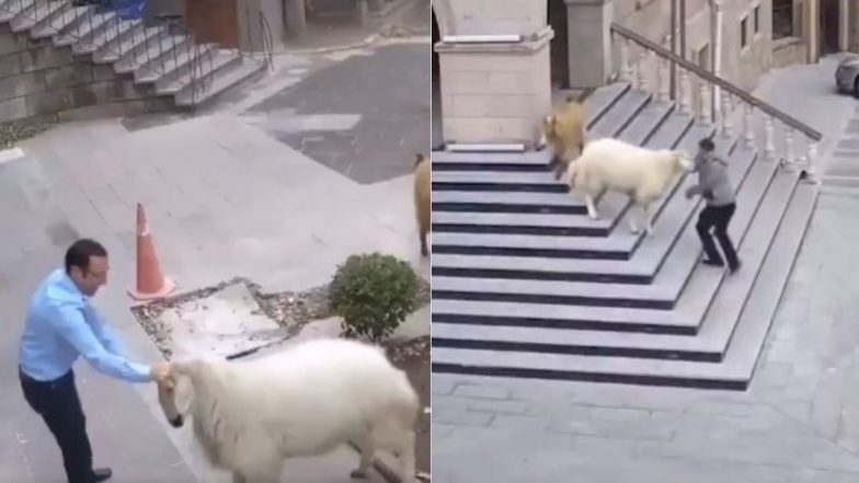 Viral Video: जब टाउन हॉल के भीतर एकाएक घुस गया भेड़ों का झुंड, घबराकर इधर-उधर भागने लगे लोग