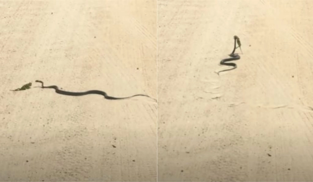 सांप को टशन दिखाकर गिरगिट ने दिया अपनी मौत को न्योता, Viral Video में देखें नागराज ने कैसे किया उसका काम तमाम