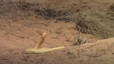 Viral Video: बच्चों की जान बचाने के लिए अपनी जान पर खेल गई गिलहरी, किंग कोबरा के साथ भयंकर लड़ाई का वीडियो हुआ वायरल