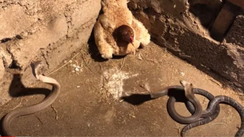 अपने बच्चों को बचाने के लिए जान पर खेल गई मुर्गी, तीन कोबरा सांपों के हमले का ऐसे दिया जवाब