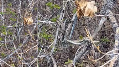 Viral Video: पेड़ पर Mating करते दिखे कई सारे सांप, एक-दूसरे से लिपटे सांपों का हैरान करने वाला वीडियो हुआ वायरल