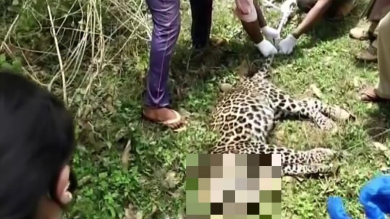 कर्नाटक के बेलावडी झील के पास एक तेंदुआ समेत 2 शावक की संदिग्ध हालत में मौत