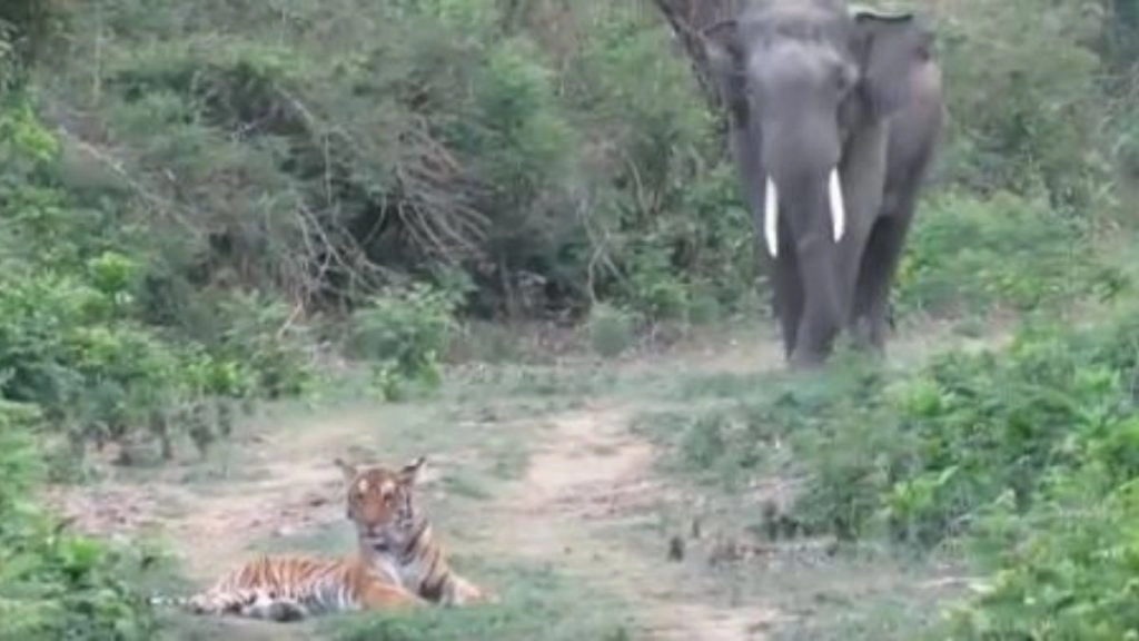 जंगल में सड़क से गुजर रहा था हाथी, बीच रास्ते में बैठा दिखा टाइगर, फिर जो हुआ… (Watch Viral Video)