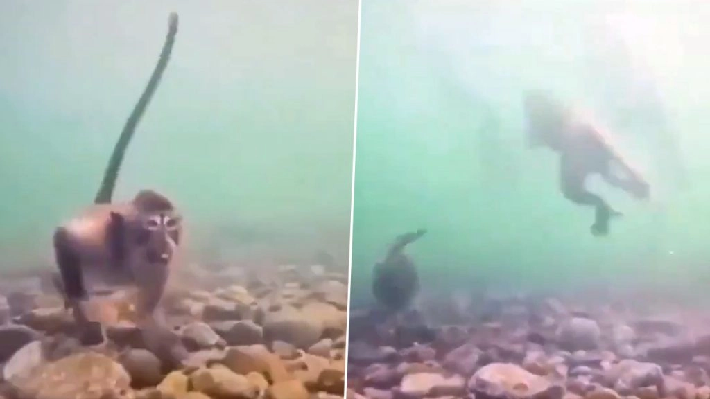 गजब! क्या आपने कभी बंदर को पानी के भीतर से खाना निकालते देखा है? हैरान करने वाला वीडियो हुआ वायरल 