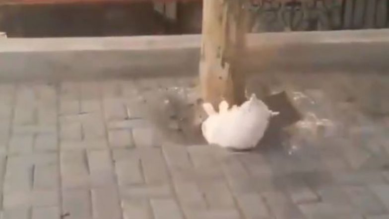 Viral Video: कोरोना काल में स्वस्थ रहने के लिए बिल्ली ने कसरत कर बहाया पसीना, प्रेरणादायी वीडियो हुआ वायरल