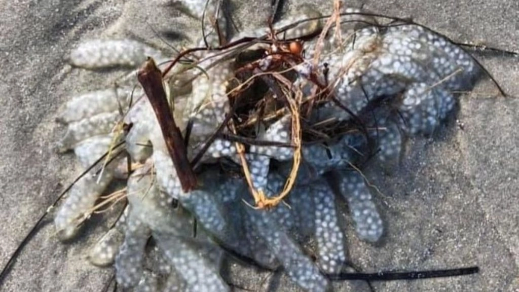 समुद्र किनारे मिला एक रहस्यमय समुद्री जीव, वायरल तस्वीर देख उड़े लोगों के होश (See Pic) 