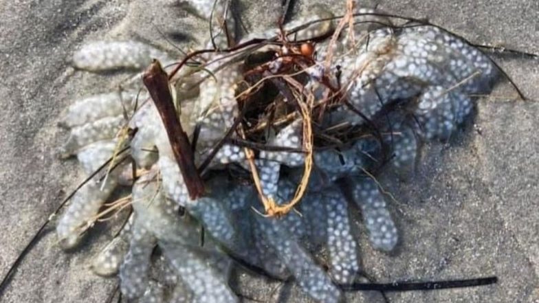 Mysterious Sea Creature: समुद्र किनारे मिला एक रहस्यमय समुद्री जीव, वायरल तस्वीर देख उड़े लोगों के होश