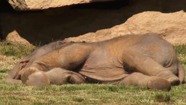 गहरी नींद में सो रहे नन्हे हाथी को जगा-जगा कर परेशान हुई मां, गार्ड ने ऐसे की हथिनी की मदद (Watch Viral Video)