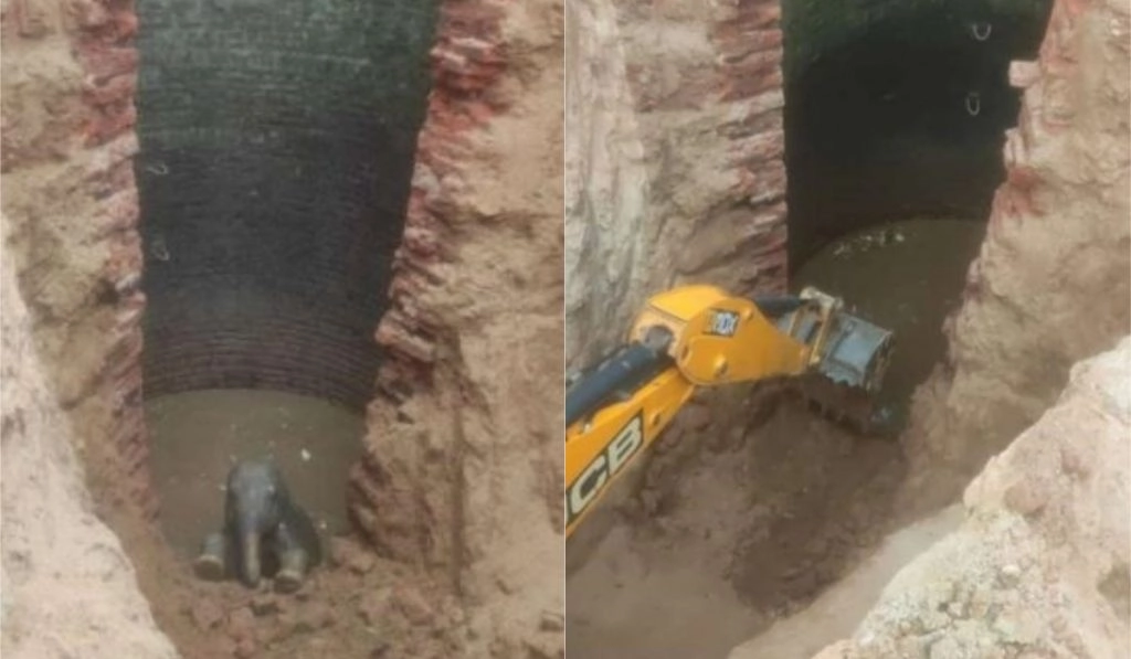 झारखंड: गांव के खुले कुएं में गलती से गिरा हाथी का बच्चा, वन अधिकारियों ने बचाई जान (See Viral Pics)